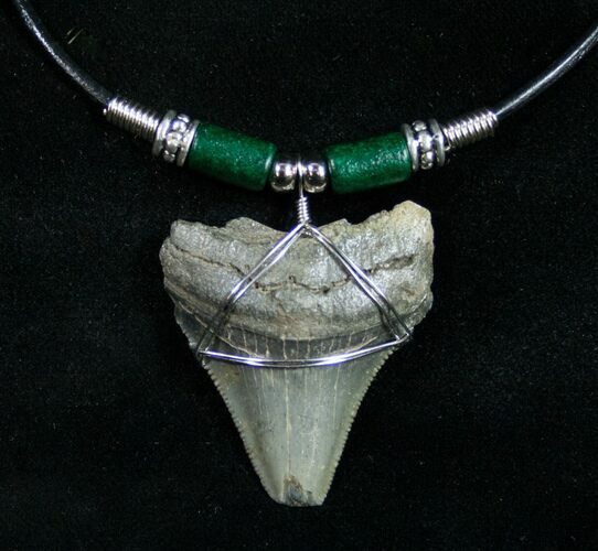 Megalodon Tooth Necklace #9944